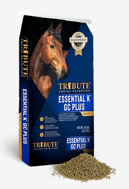 Tribute Essential K GC Plus